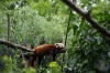 Jövő szombaton a vörös pandákat ünnepeljük!