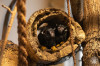 Tamarin-frigyre kszlnk!