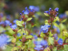 Őszi kertek szépsége: tarackoló kékgyökér
