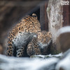 Világritkaság: észak-kínai leopárd született parkunkban!