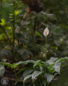 A vitorlavirg
