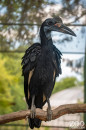 Újabb ritkasággal, abesszin szarvasvarjúval gyarapodott Parkunk!