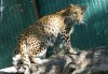 Észak-kínai leopárd nőstény érkezett!