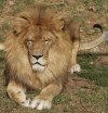 Zootitkok - A szibériai tigris és az oroszlánok