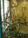 Bromélia bemutató az Állat- és Növénykertben