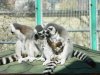 Madagaszk�r a Nagyerd�n?