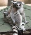 Anyák napi majális az állatkertben