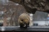Bemutatkoznak az ormnyos medvink!