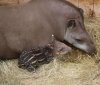 Kis tapír született!