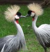 A repülés nagymesterei - A madarak