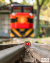 Nzz krl ajndkpavilonjainkban is!