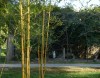 Bambuszfajok sokasága Állat- és Növénykertünkben!