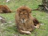 A v�zilovak, a zsir�fok �s az oroszl�nok haz�ja - ismerked�s Afrika �l�vil�g�val