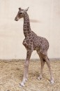 Újra zsiráf született az Állatkertben!