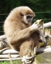  Zootitkok - A fehrkez gibbonok