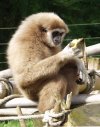 Zootitkok - A fehérkezű gibbonok