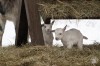 Hófehér kecskegida-ikrek a hófödte Állatkertben!