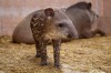 Újra tapírbébi született az Állatkertben!