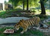 Jéghokisok fogadták örökbe Állatkertünk tigriseit! 