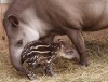 Kis tapír született