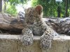 Búcsú a kis leopárdtól