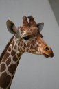 Születésnapi meglepetés az állatkert zsiráfbikájának