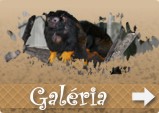 K�pgal�ria
